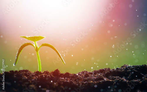 Rising young fresh plant growing in heavy rain. Symbolizes the struggle for a new life..