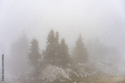 fog in winter forest © skazar