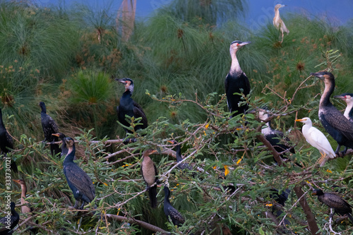 birds akagera park  photo