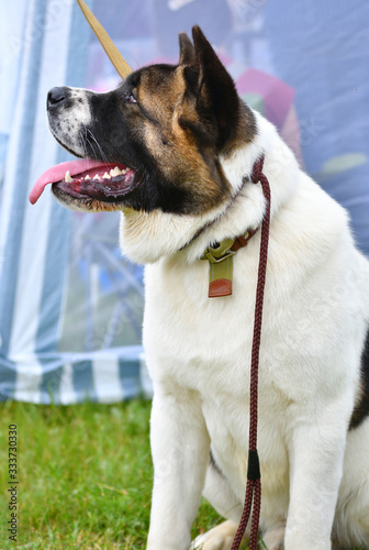 Dog breeds American Akita on a walk