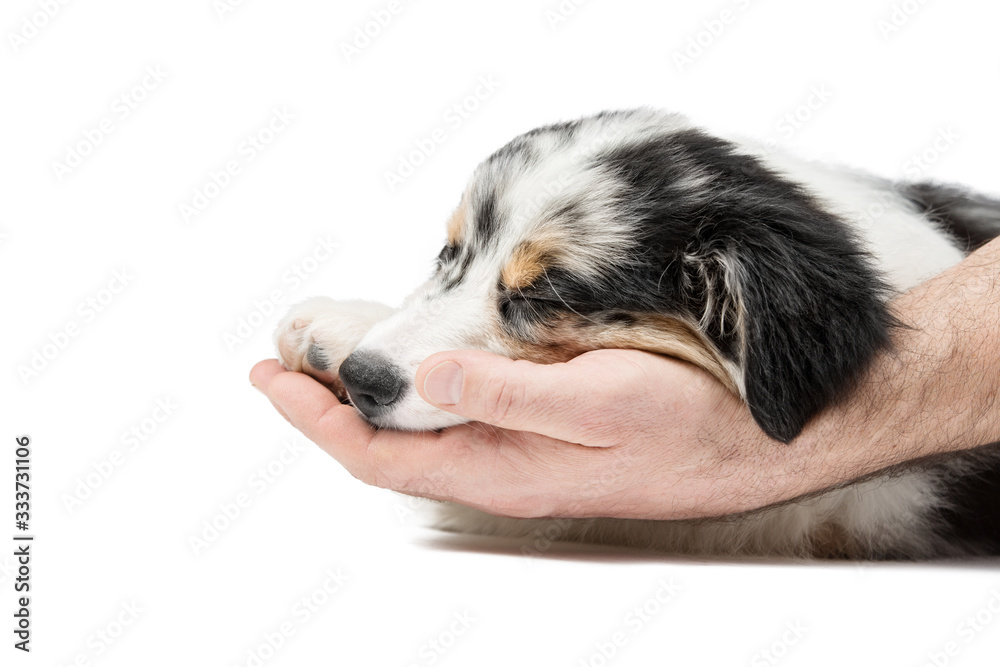 Men's hands gently and caringly touch the sleeping puppy of the Australian Aussie shepherd. Background is isolated.