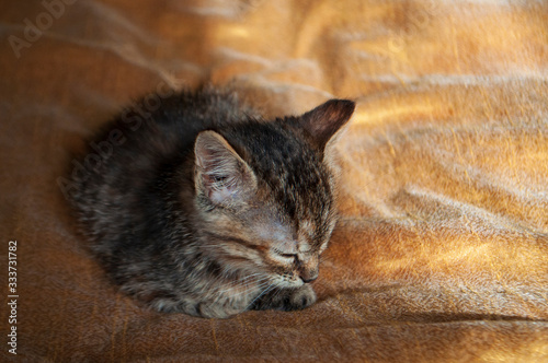 Fotografie Beautiful tricolor kitten with blue eyes is sweetly laying on the gold bedcover and sleeping