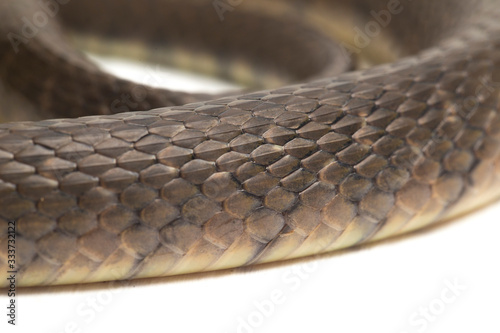 Water Snake Triangle Keelback (Xenochrophis trianguligerus) isolated on white background photo