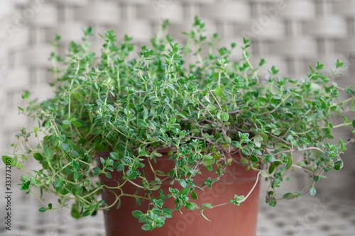 Thyme plant growing in a potted room