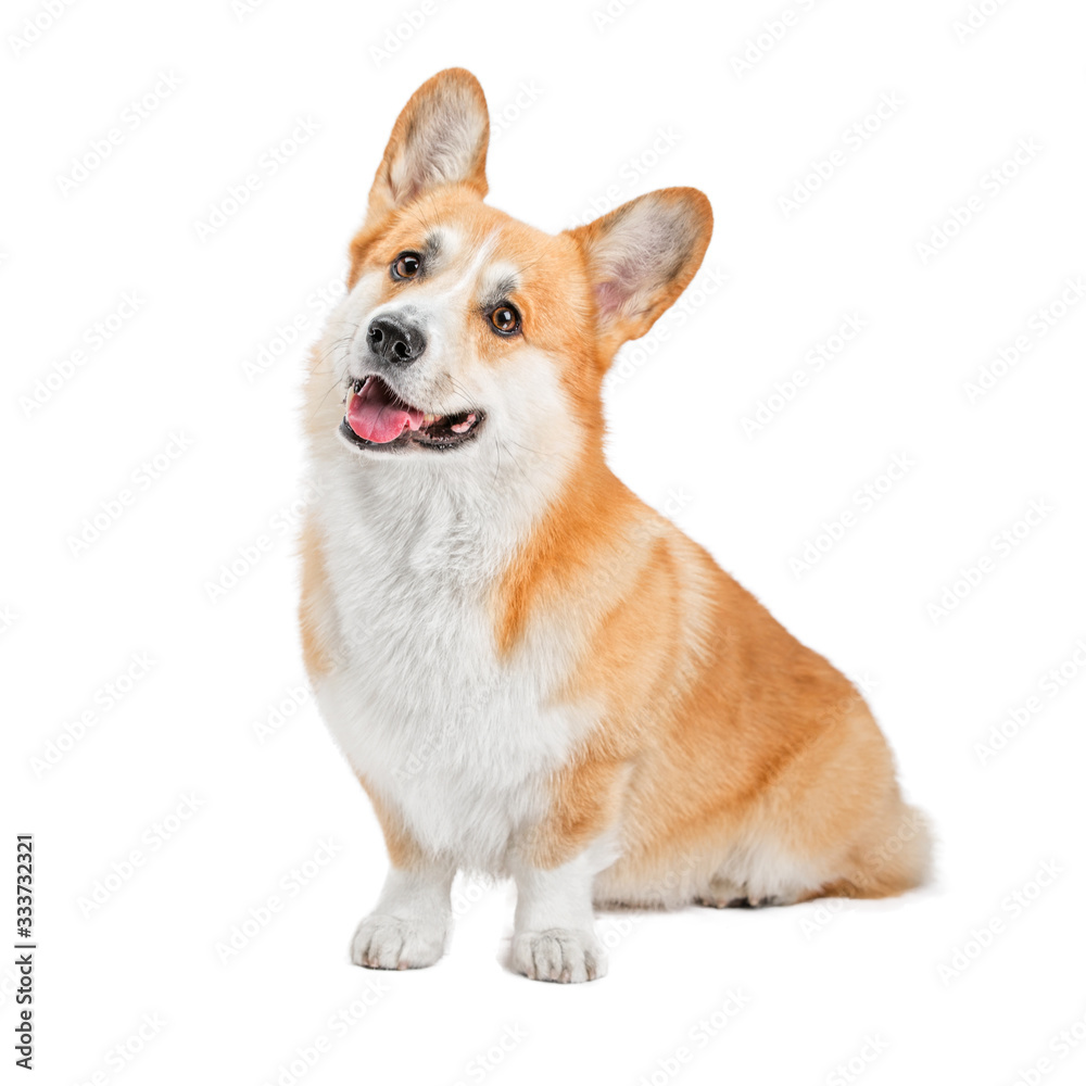 Portrait of a cute dog Corgi. He lies and looks . Background is isolated.