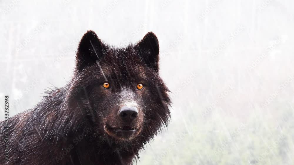Portrait Howling wolf winter isolated on a white screen