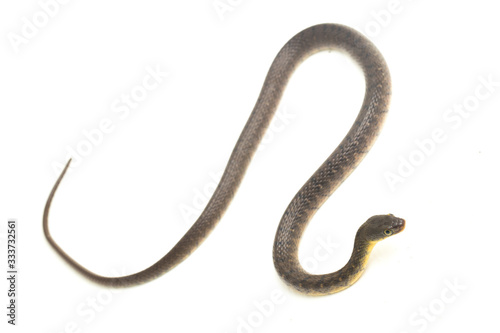 Water Snake Triangle Keelback (Xenochrophis trianguligerus) isolated on white background photo