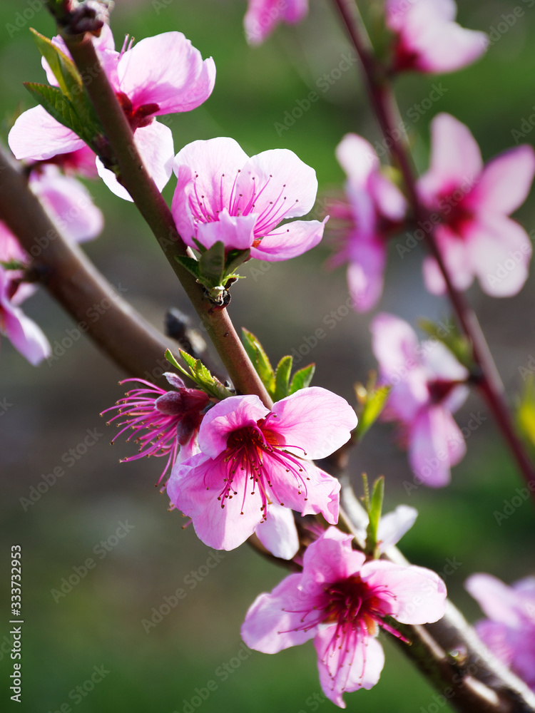 Peach blossoms enjoying the spring sunshine in Central Virginia