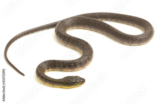 Water Snake Triangle Keelback (Xenochrophis trianguligerus) isolated on white background photo