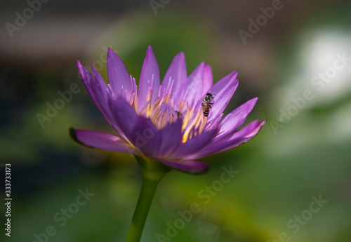 close up purple lotus flower which a bee holding on pollen