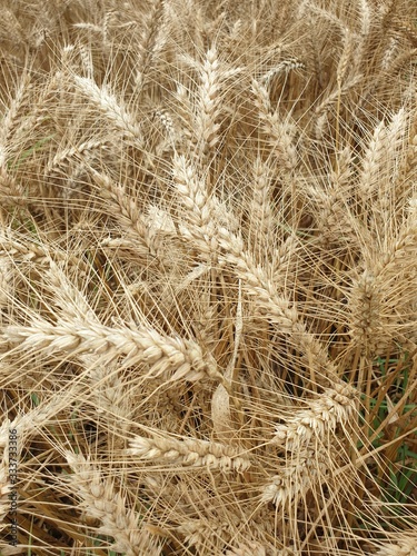 field of wheat