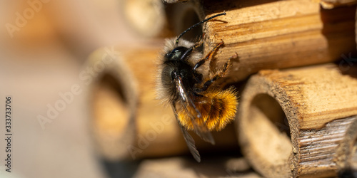 bee on insect hotel © Monika