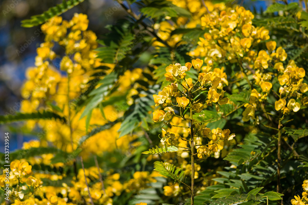 Senna spectabilis (S. spectabilis) in bloom with bright yellow flowers or inflorescence in canopy, Kenya, East Africa Senna spectabilis (S. spectabilis) in bloom with bright yellow flowers or inflorescence in canopy, Kenya, East Africa