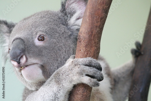 A close up of a koala photo