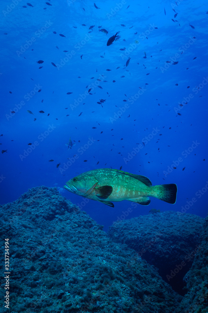 Obraz premium large grouper (Epinephelus marginatus)