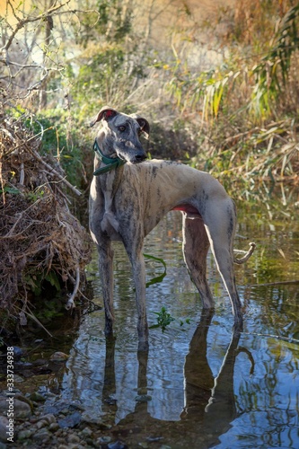 greyhound dog striped inside a stream