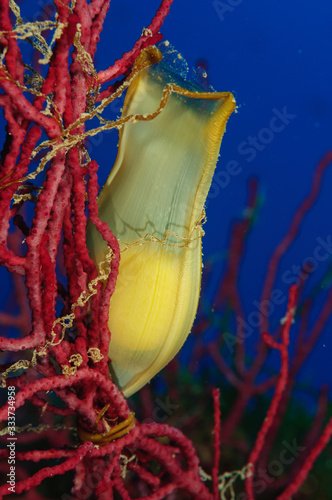 egg of small-spotted catshark photo