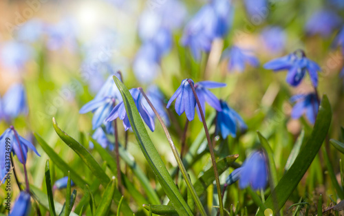 Fototapeta Naklejka Na Ścianę i Meble -  Blue snowdrop flowers in early spring in the forest