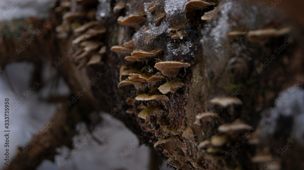 SONY A390 - Mushrooms on log SONY A390 - Mushrooms on log