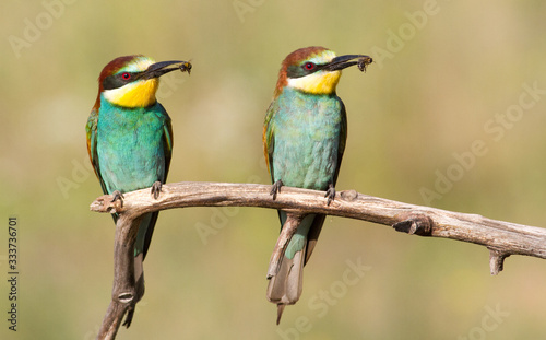 A family of bee-eaters caught bees