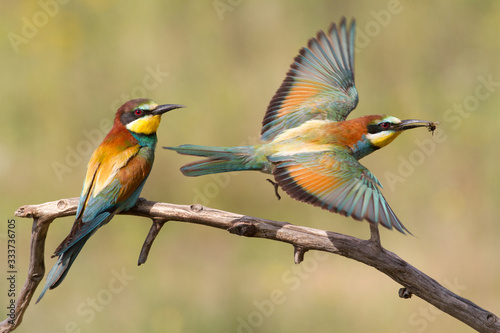 One bee-eater sits on a branch, the second hunts for prey