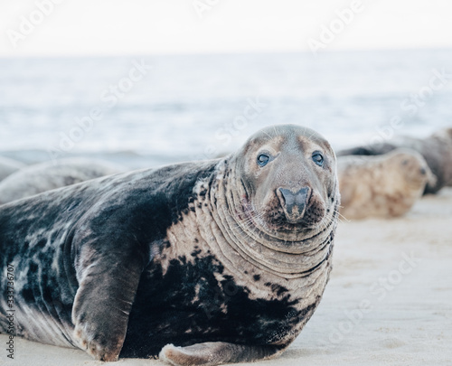 Seal on sandy beach