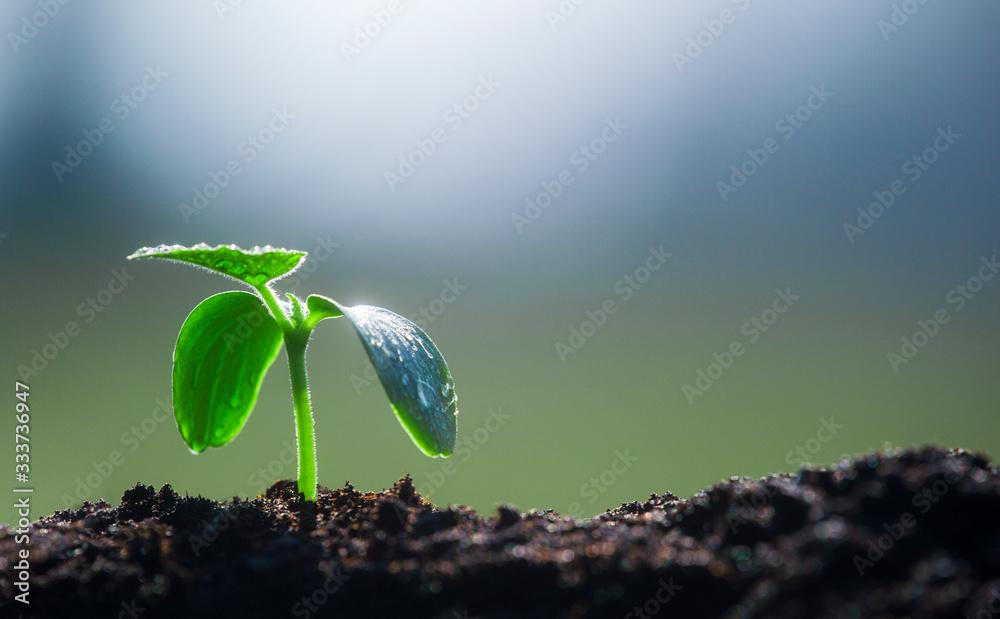 Plant Rising Up Rising young fresh plant growing in heavy rain. Symbolizes the struggle ...