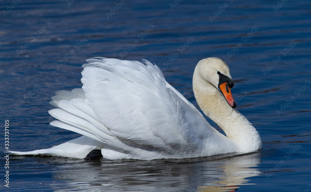 Naklejka premium Mute swan in the waters of the morning river