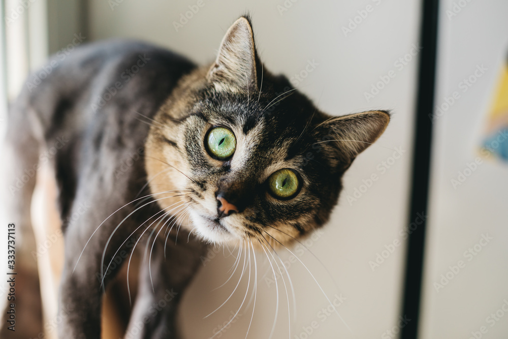 Curious beautiful cat with green eyes looking on camera. Stand alone in room.