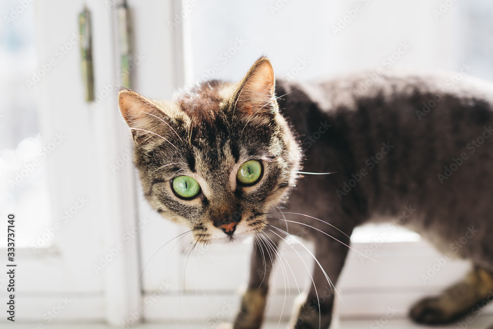 Nice adorable fluffy cat with stylish grooming look on camera with his green eyes. Curious funny pet alone in room. Close to window.