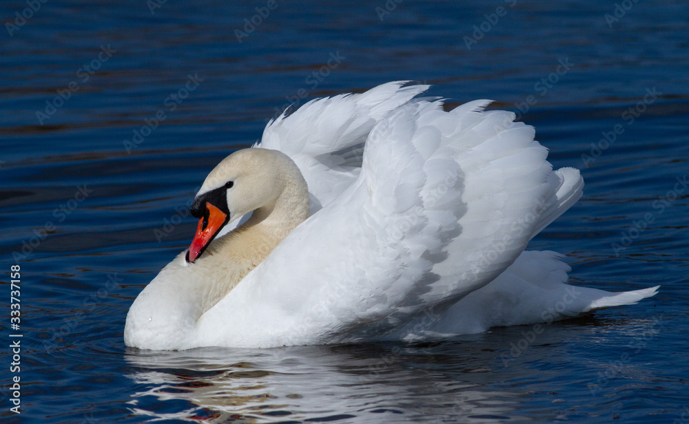 Swan. Mute swan. Beautiful white swan Swan. Mute swan. Beautiful white swan