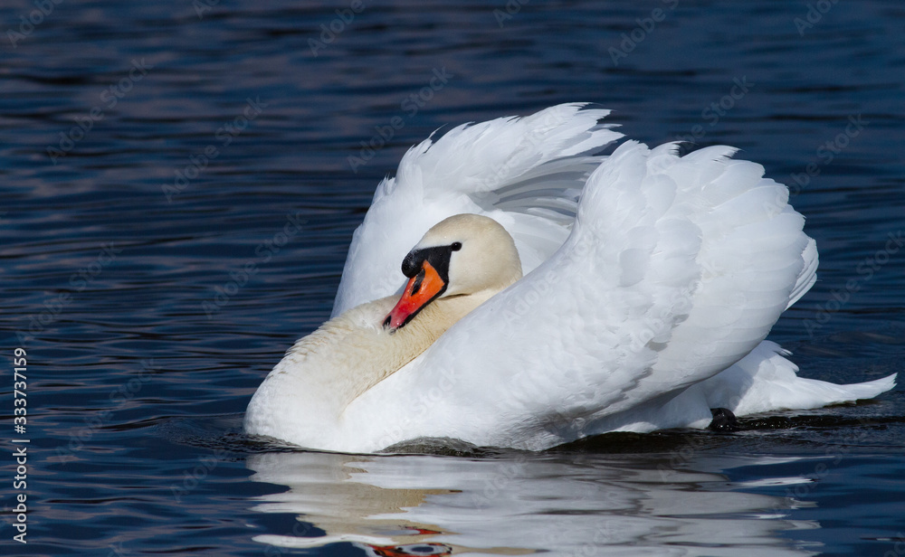 Naklejka premium Mute swan in the morning sunshine