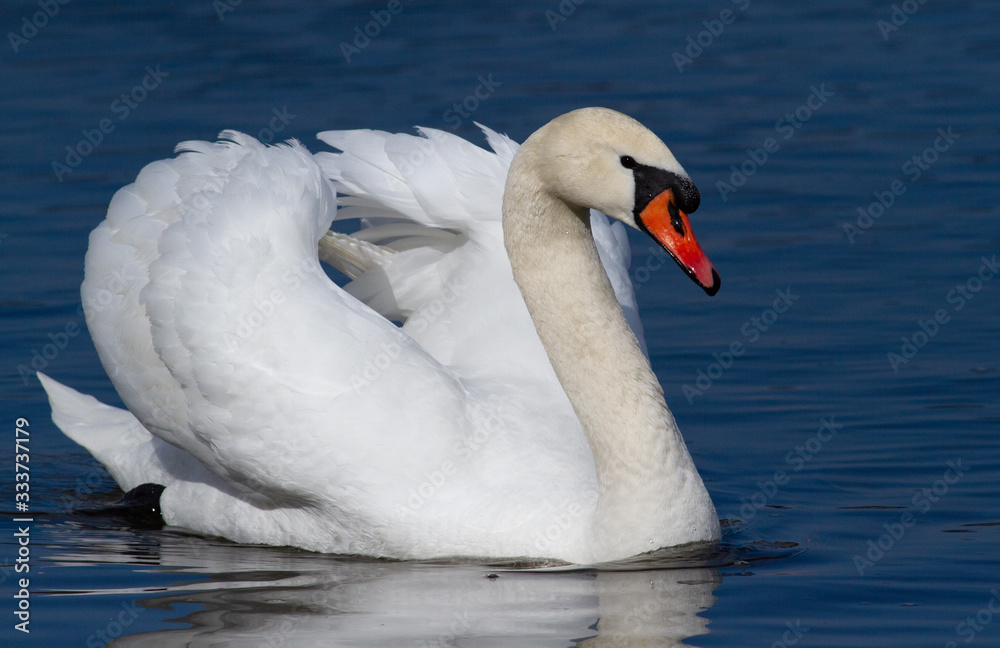 Obraz premium Swan. Mute swan. A beautiful swan is floating on the river