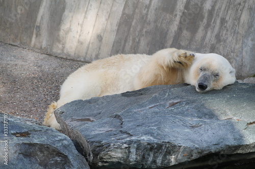 Polar bear that lives in a zoo being caged up
