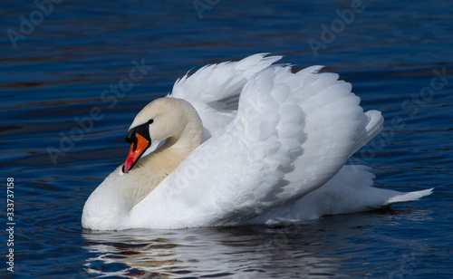 Swan. Mute swan. Beautiful white swan