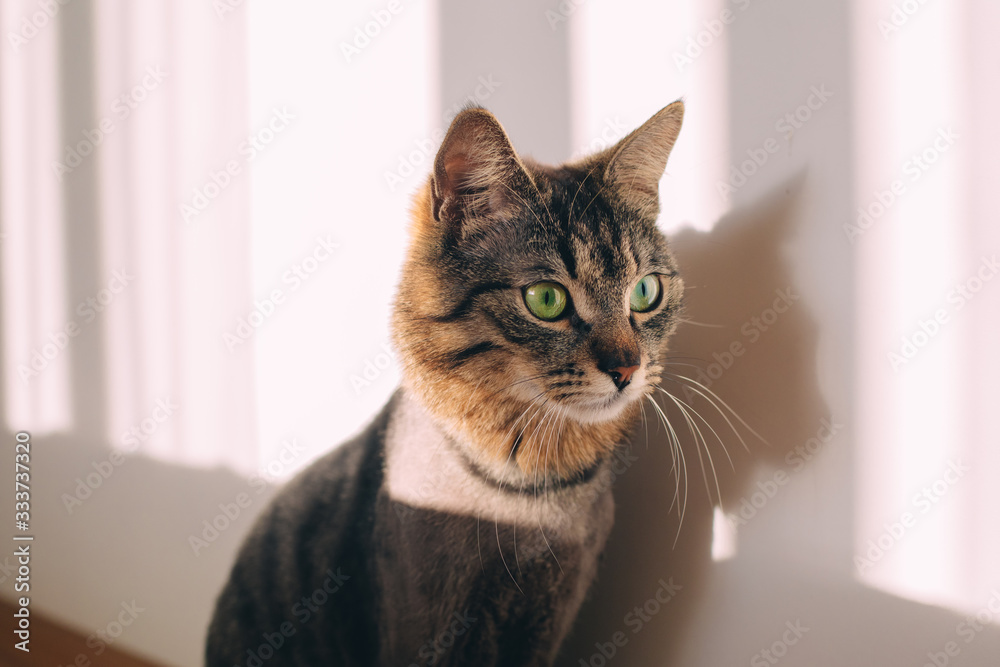 Young beautiful amazing cat with stylish grooming hair look to right. Stand at wall alone. Concentrated and calm.
