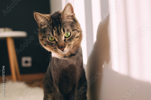 Wallpaper Mural Curious funny cat look on camera with green eyes. Stand at sunny wall alone in room. Torontodigital.ca