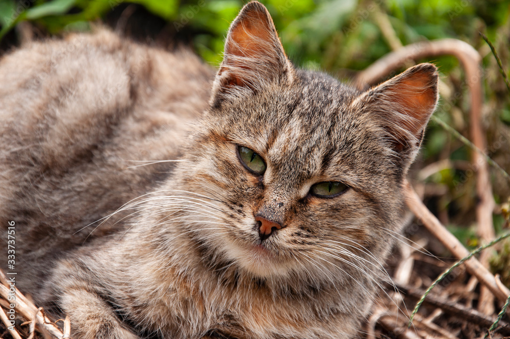 Beautiful tricolor сat with green eyes is sweetly laying on the dry grass and looking forward. Pet on the yard Beautiful tricolor сat with green eyes is sweetly laying on the dry grass and looking forward. Pet on the yard