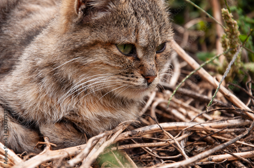 Beautiful tricolor сat with green eyes is sweetly laying on the dry grass and looking forward. Pet on the yard Beautiful tricolor сat with green eyes is sweetly laying on the dry grass and looking forward. Pet on the yard
