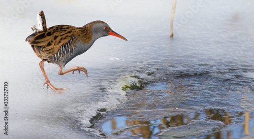 Water Rail, Rallus aquaticus. The bird is approaching water