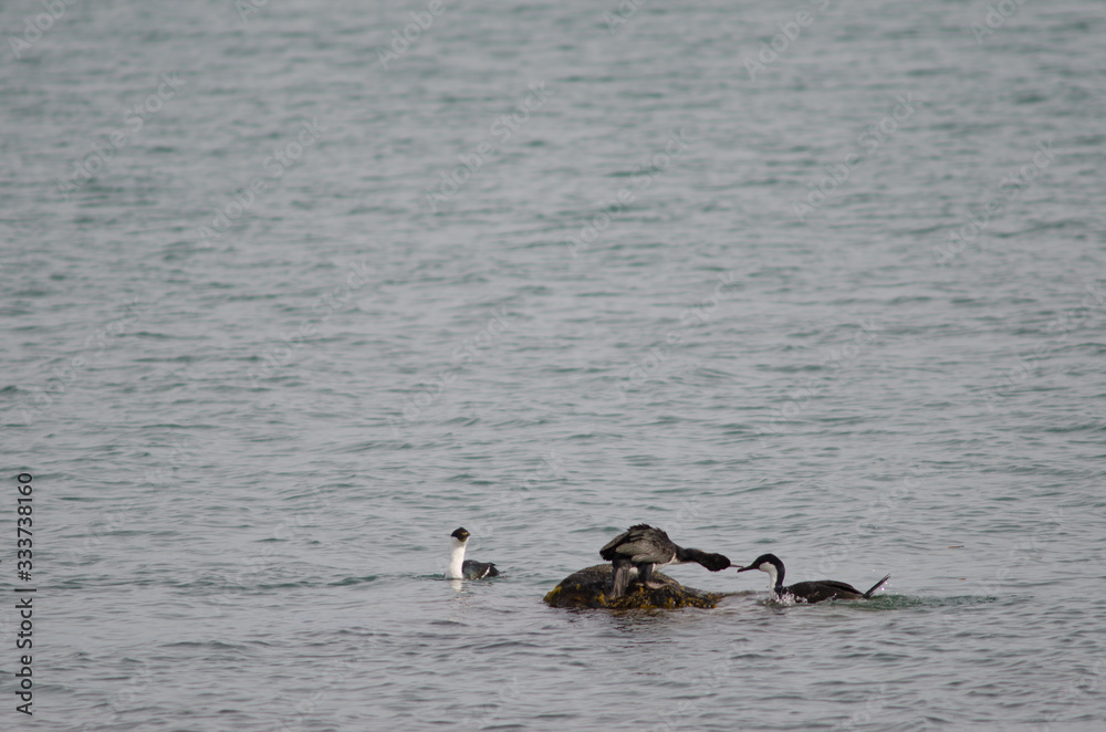 Fototapeta premium Imperial shags Leucocarbo atriceps on the sea.