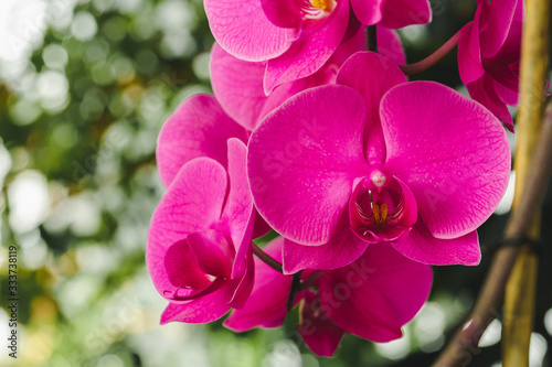 Close up of beautiful bright pink orchid flowers