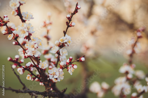 Beautiful floral spring abstract background of nature. Branches of blossoming apricot macro with soft focus on gentle light blue sky background. For easter and spring greeting cards with copy space © Alexander