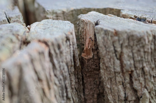 Dry wood block with an ant