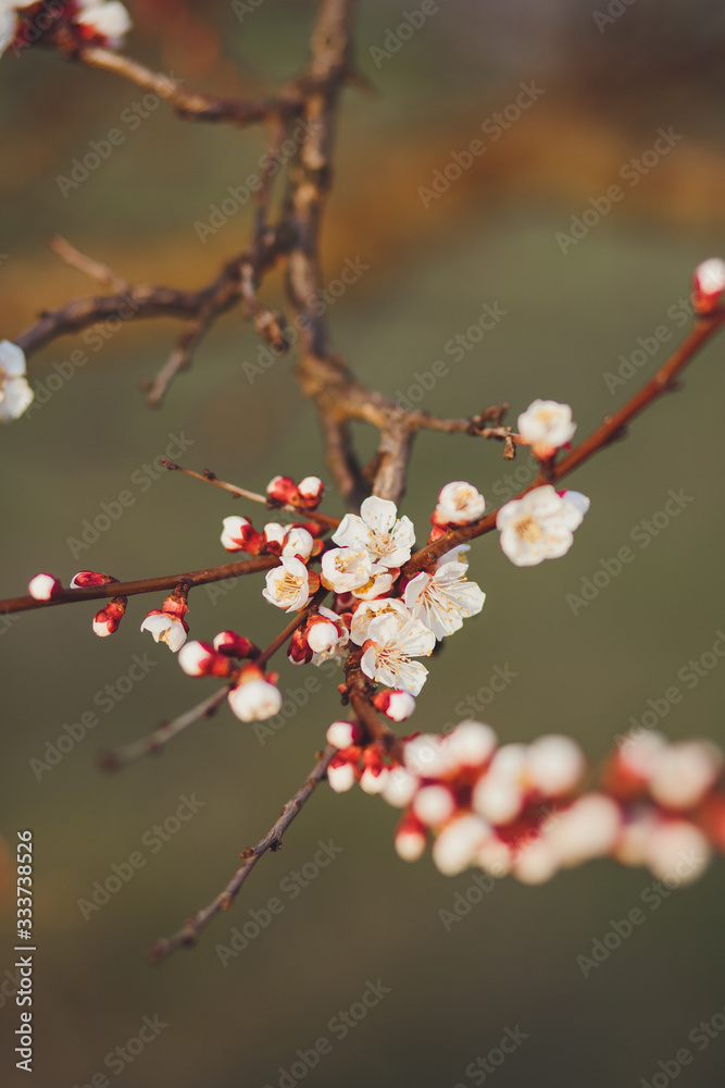 Beautiful floral spring abstract background of nature. Branches of blossoming apricot macro with soft focus on gentle light blue sky background. For easter and spring greeting cards with copy space Beautiful floral spring abstract background of nature. Branches of blossoming apricot macro with soft focus on gentle light blue sky background. For easter and spring greeting cards with copy space