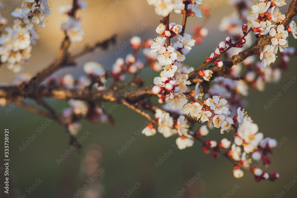 Beautiful floral spring abstract background of nature. Branches of blossoming apricot macro with soft focus on gentle light blue sky background. For easter and spring greeting cards with copy space Beautiful floral spring abstract background of nature. Branches of blossoming apricot macro with soft focus on gentle light blue sky background. For easter and spring greeting cards with copy space