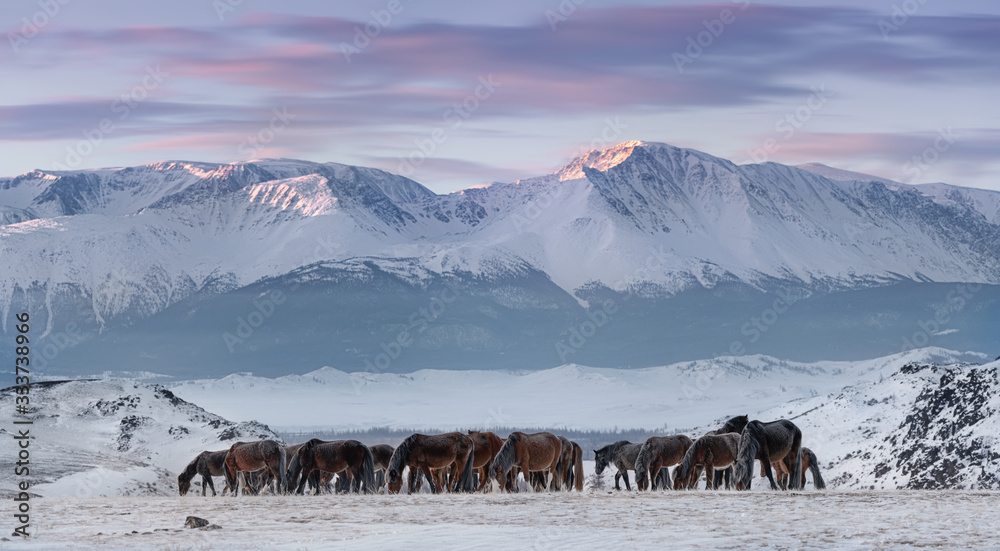 Herd Of Free-Living Horses With Hoarfrost Tails And Manes Peacefully Grazes Against The Snow-White North-Chuya Ridge.Steed On Free Pasture, Winter Freezing Day.Free Grazing Hoss. Life in Siberia,Altai