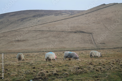 A couple of sheeps in the field