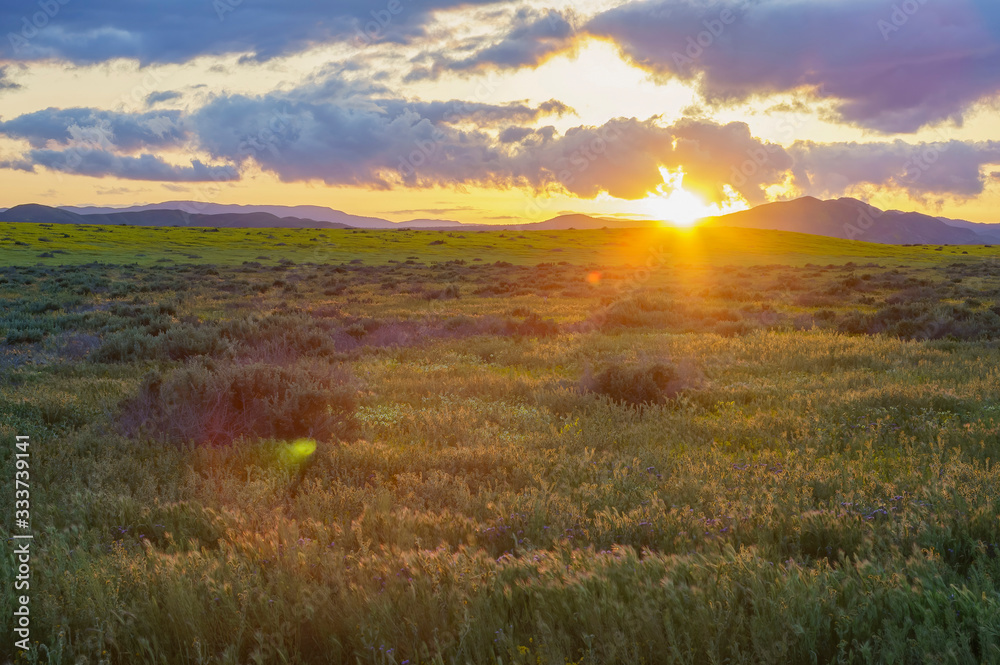 Sunset view of the beautiful yellow goldifelds blossom with Fiddleneck Sunset view of the beautiful yellow goldifelds blossom with Fiddleneck