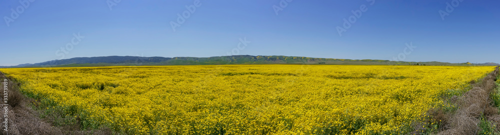 Beautiful yellow goldifelds blossom